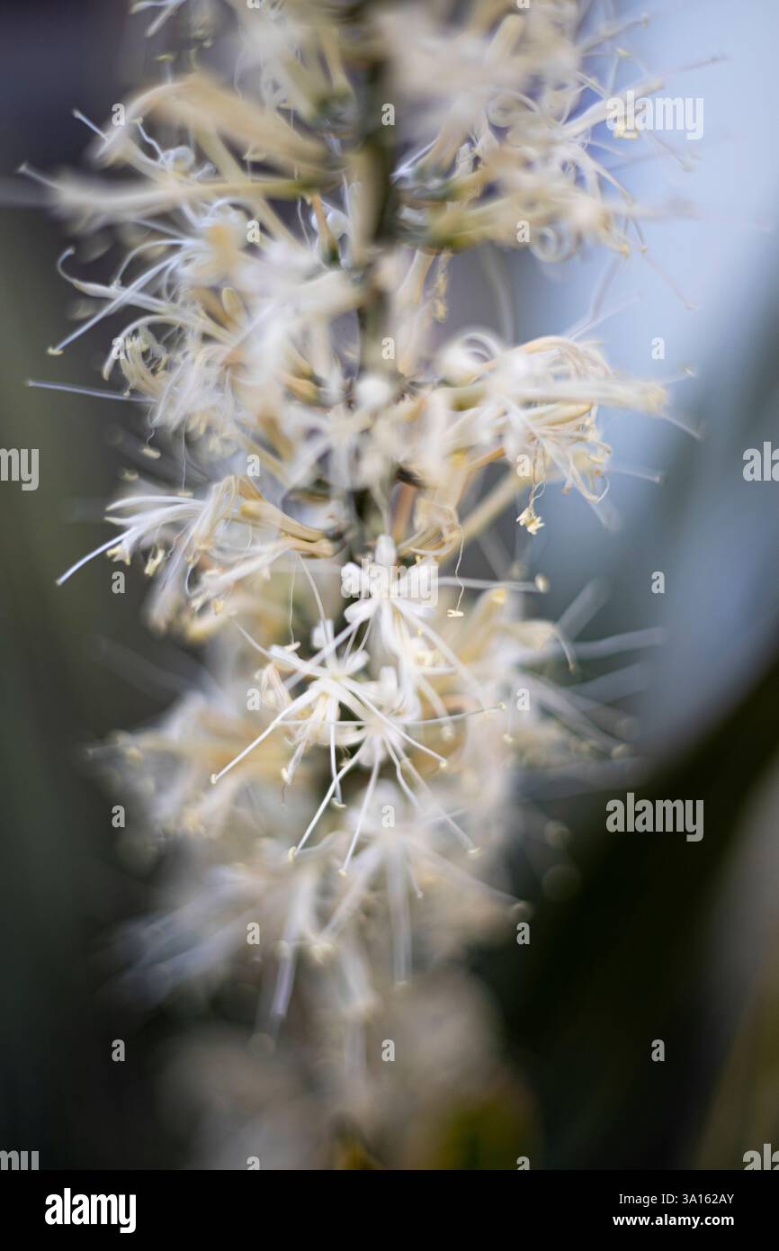 Floraison Pedilanthus Tithymaloides plante, fond pour la publicité et le papier peint dans l'environnement naturel et la scène de la nature. Banque D'Images