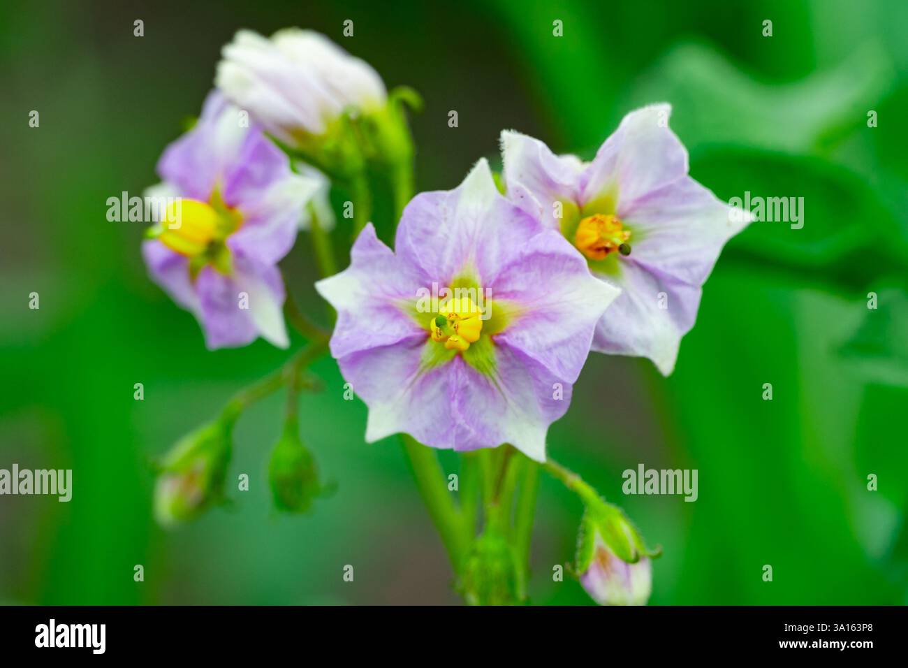 De délicates fleurs de pomme de terre violettes et blanches fleurissent de manière vibrante au milieu d'un feuillage vert luxuriant, mettant en valeur leurs pétales saisissants et leurs centres jaunes vifs Banque D'Images