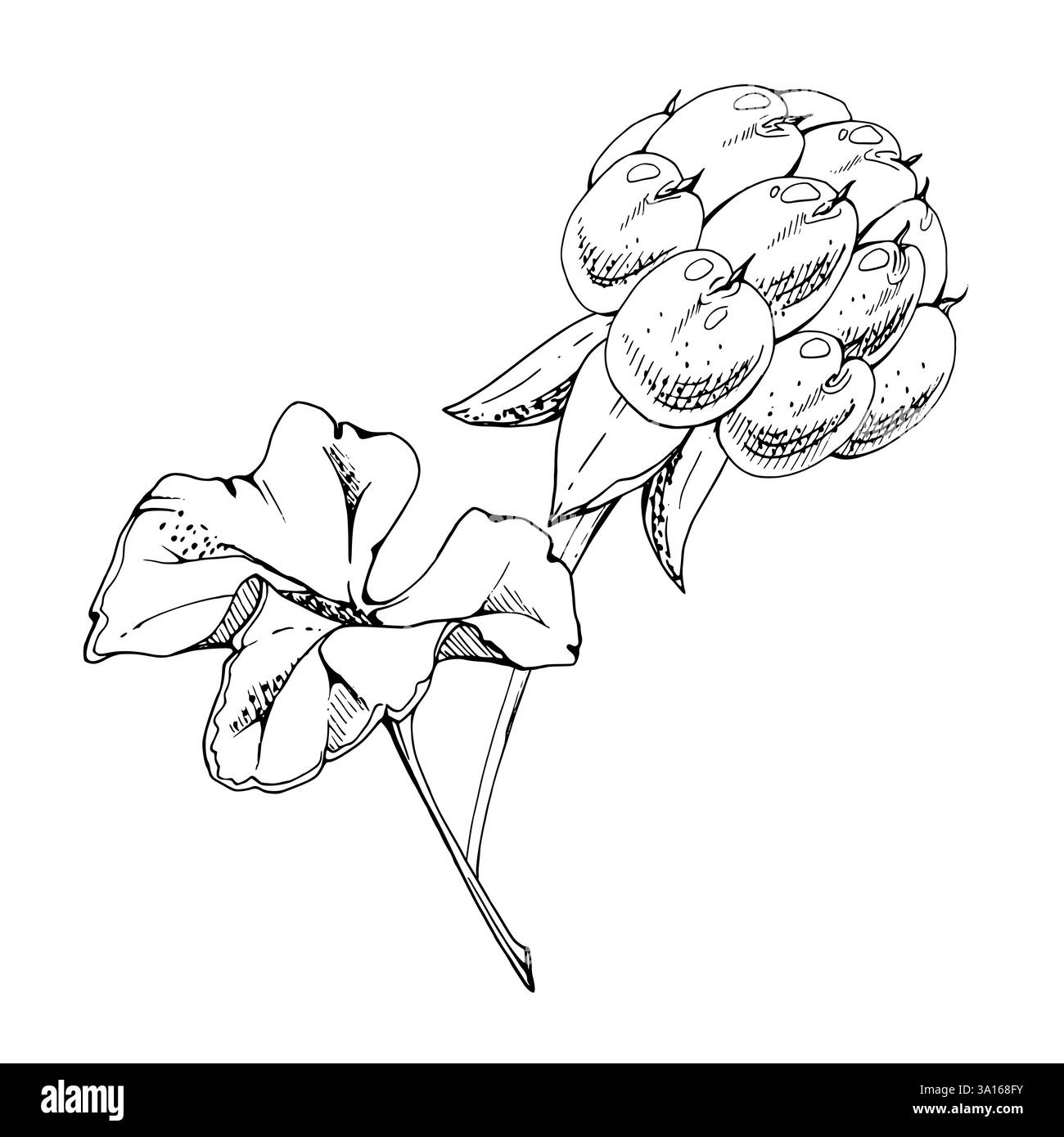 Framboise cloudberry avec des feuilles de plante sur la tige, encre vectorielle dessinée à la main, baie de forêt mûre de ligne scandinave. Illustration botanique isolée pour Illustration de Vecteur