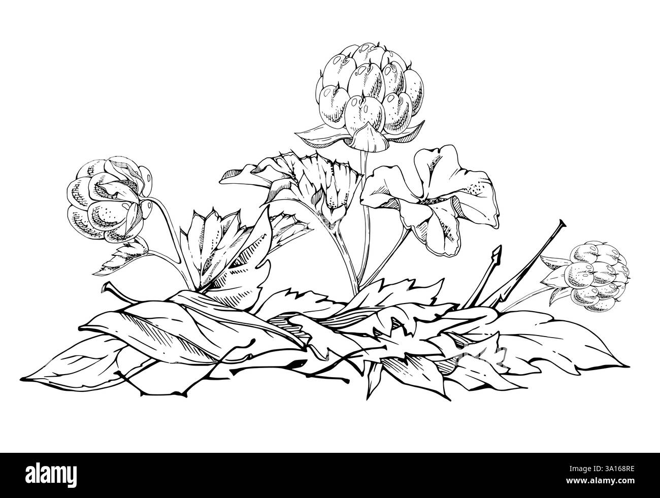 Framboise cloudberry dans les feuilles d'automne sur la tige, encre vectorielle dessinée à la main, baie de forêt scandinave mûre en ligne. Illustration botanique isolée pour le dessert Illustration de Vecteur