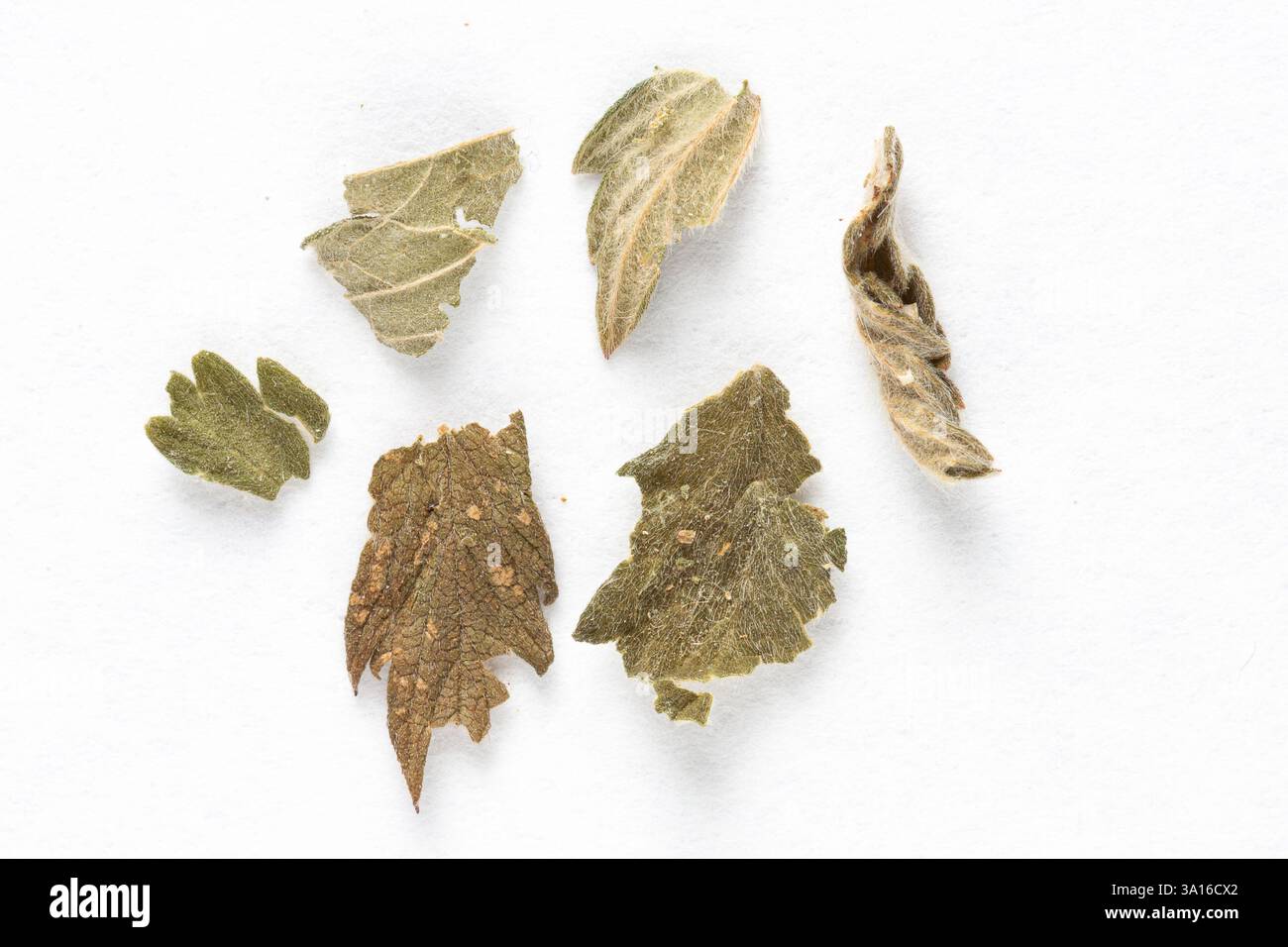 Feuilles séchées émiettées d'une plante isolées sur un fond blanc, créant une nature morte minimaliste Banque D'Images