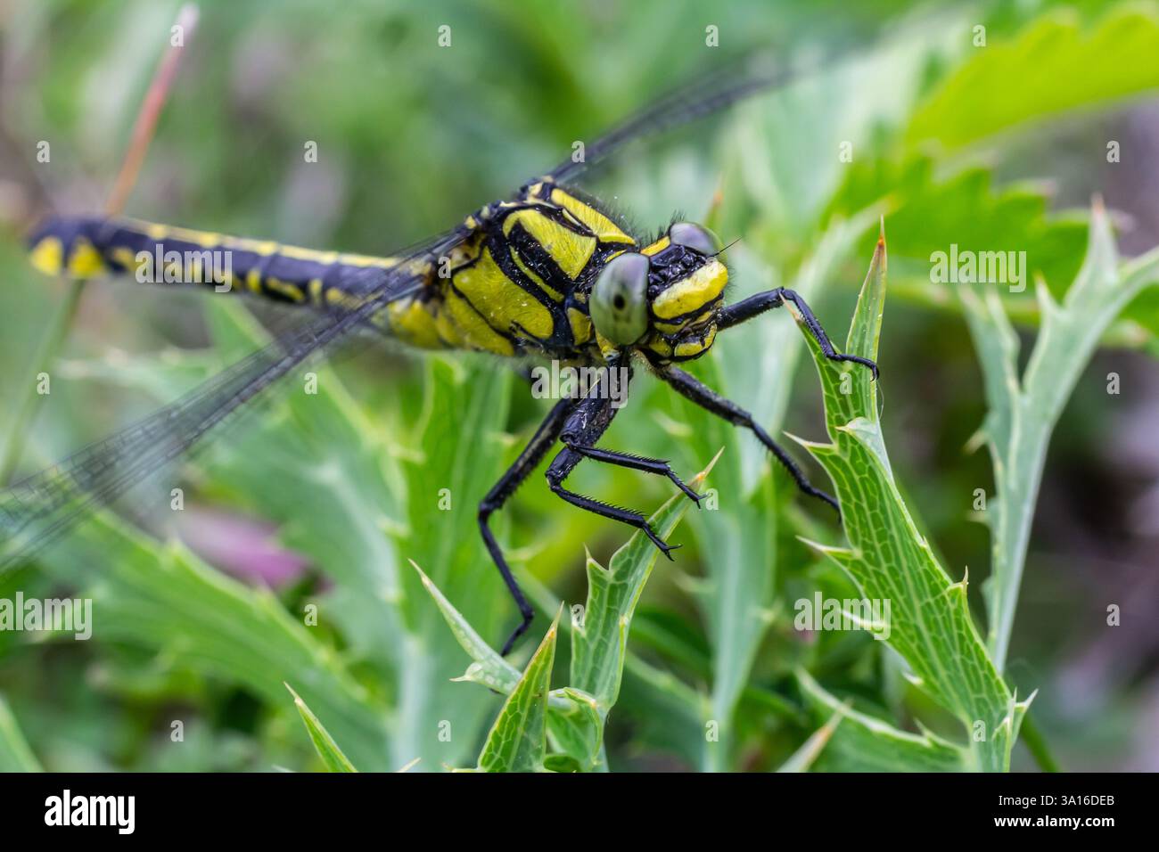 Dragonfly Gomphus vulgatissimus en face de fond vert macro tourné avec rosée. sur les ailes. Fleurs bleues le matin d'une journée ensoleillée d'été. Banque D'Images