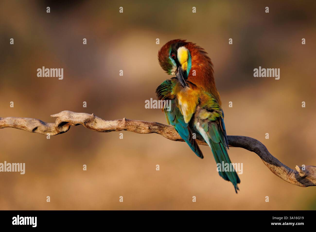 Espagne, Navarre, European Bee-Eater (Merops apiaster), reposant sur une branche, Grooming Banque D'Images