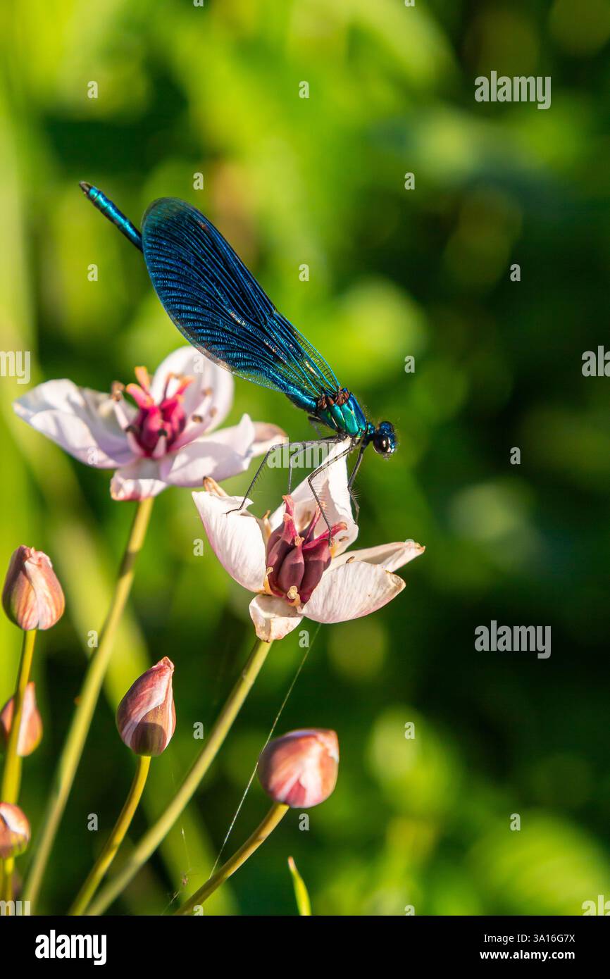 Une libellule bleue saisissante repose sur de charmantes fleurs blanches et roses, présentant des détails complexes sur un fond de riche feuillage vert. Enh. Soleil Banque D'Images