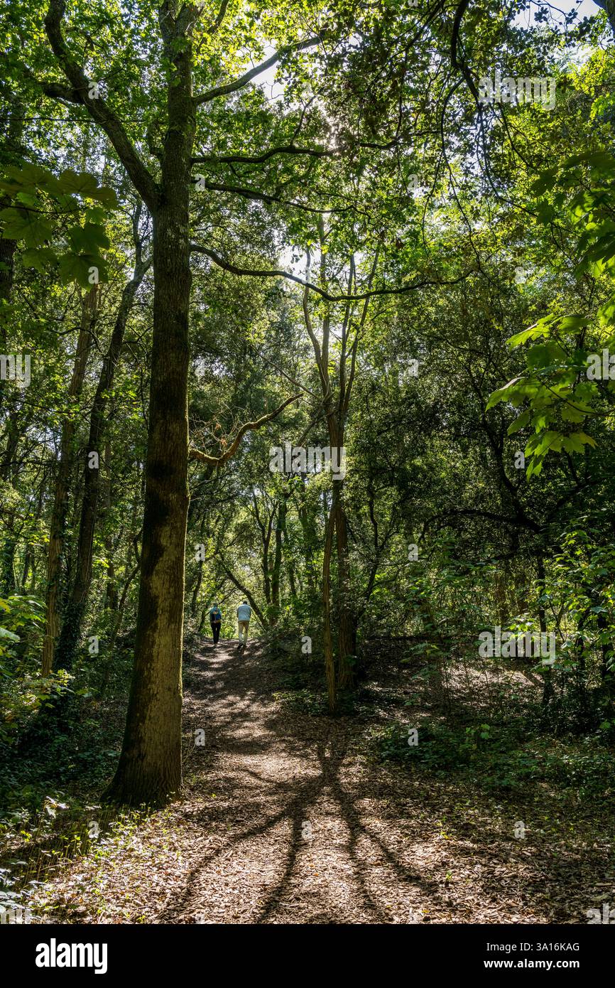 France, Loire Atlantique, Saint-Brévin-les-Pins, forêt de Pierre Attelée Banque D'Images