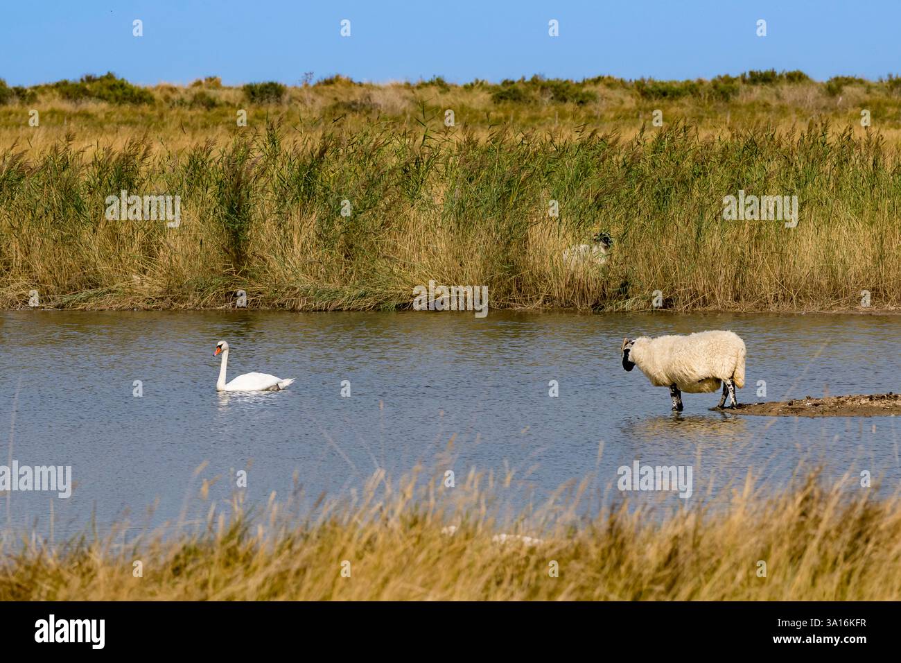 France, Charente maritime, Saintonge, Saint-Froult, réserve naturelle de Moeze-Oléron dans le marais de Brouage, élevage écossais de moutons Blackface Banque D'Images