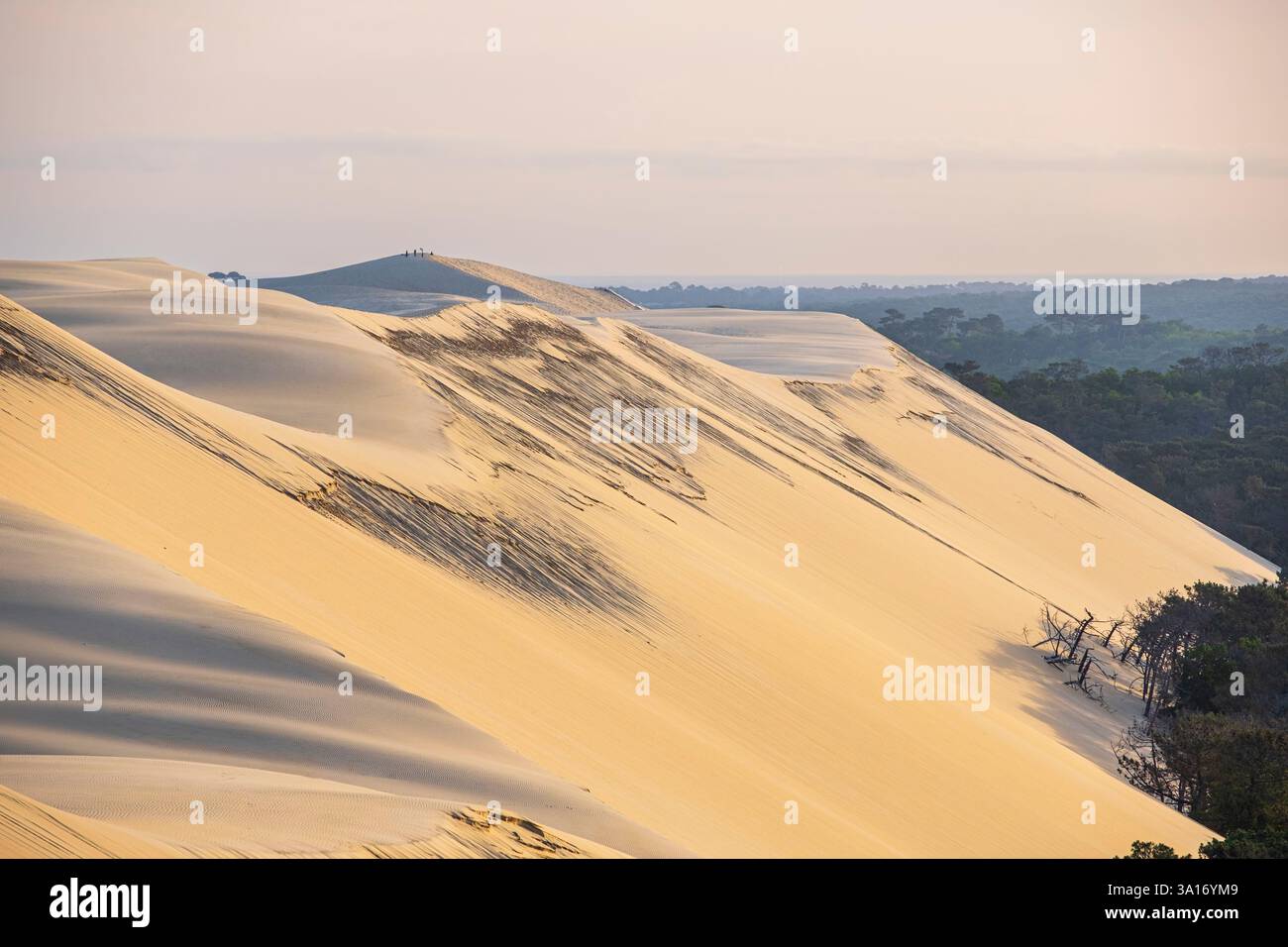 France, Gironde, Pyla-sur-mer, Grand site de la Dune du Pilat, espace naturel protégé et la plus haute dune d'Europe Banque D'Images