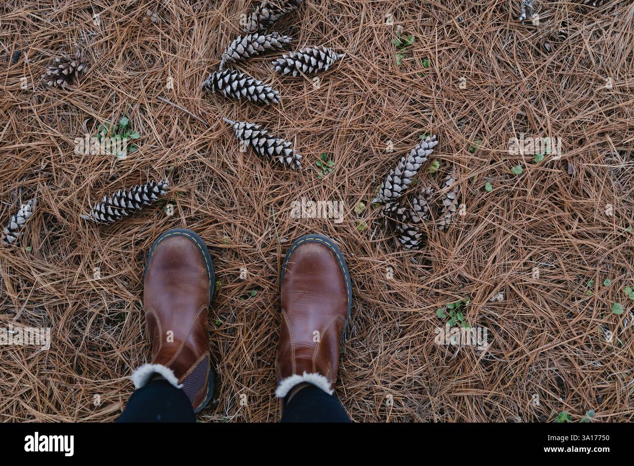 Regardant vers le bas les bottes d'automne debout sur des aiguilles de pin tombées Banque D'Images