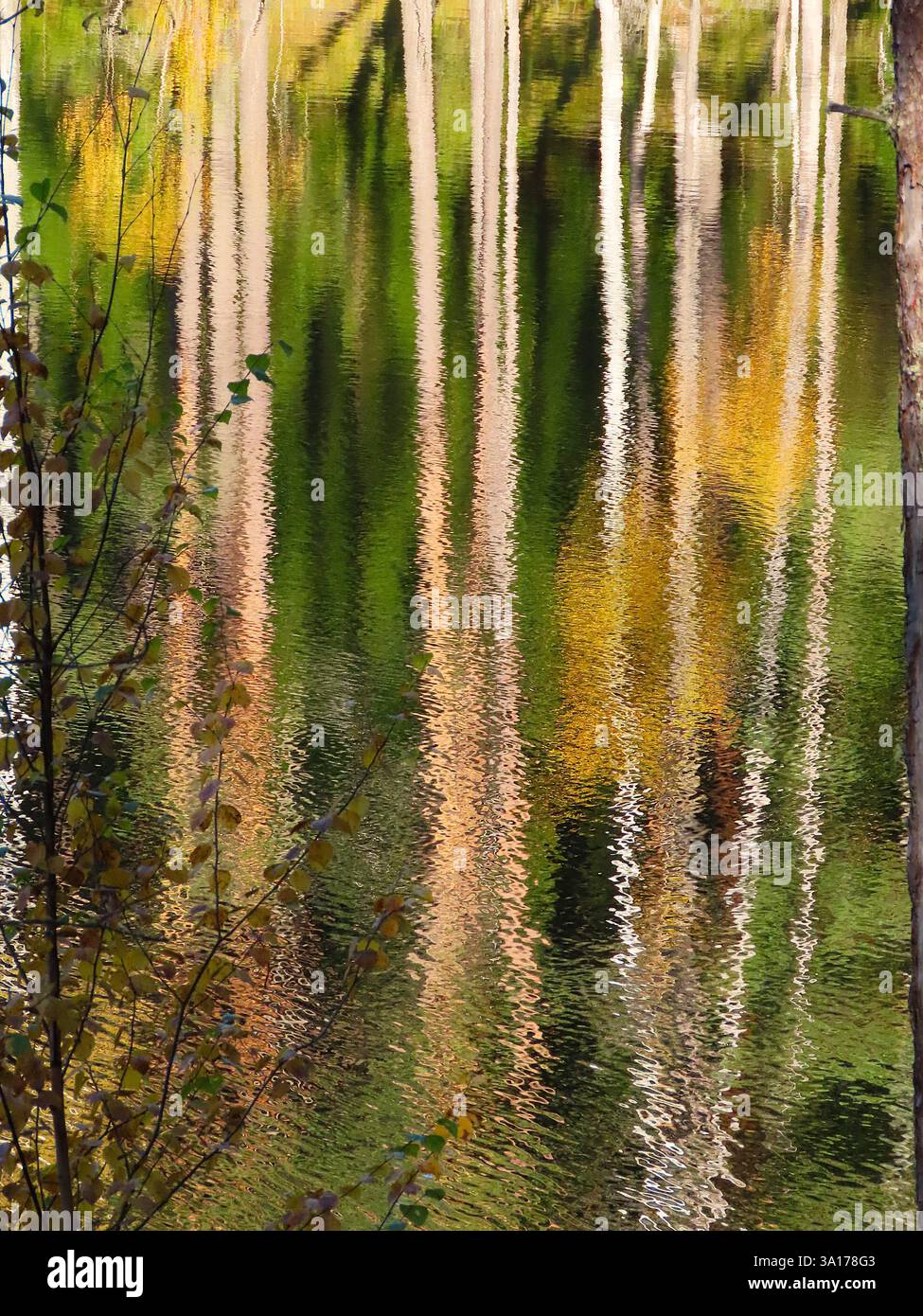 Forêt lac sharm, humeur automnale Banque D'Images