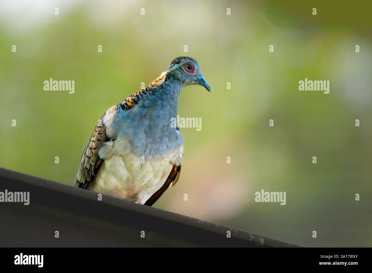 Geopelia humeralis perché sur la branche Banque D'Images