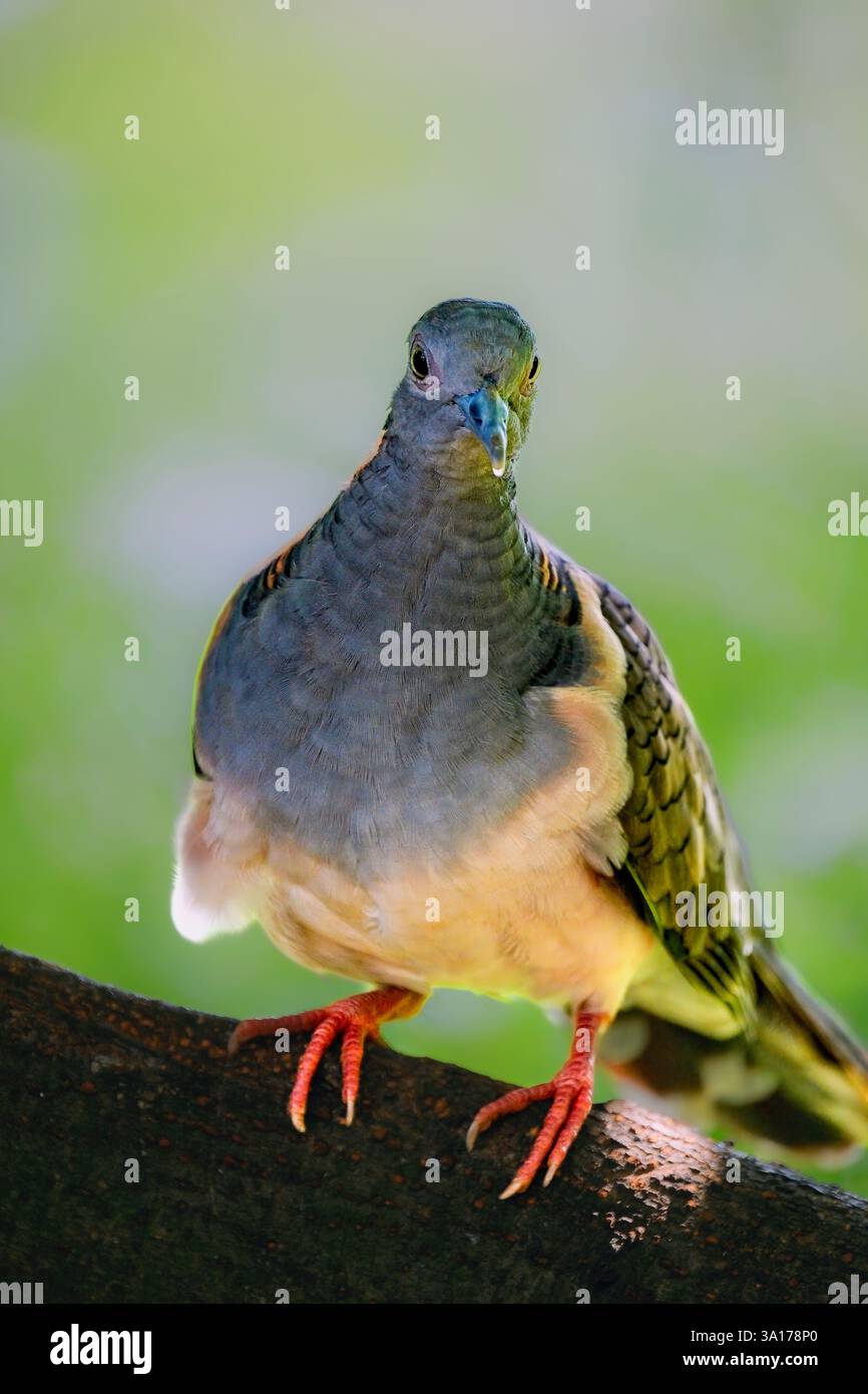 Geopelia humeralis perché sur la branche Banque D'Images