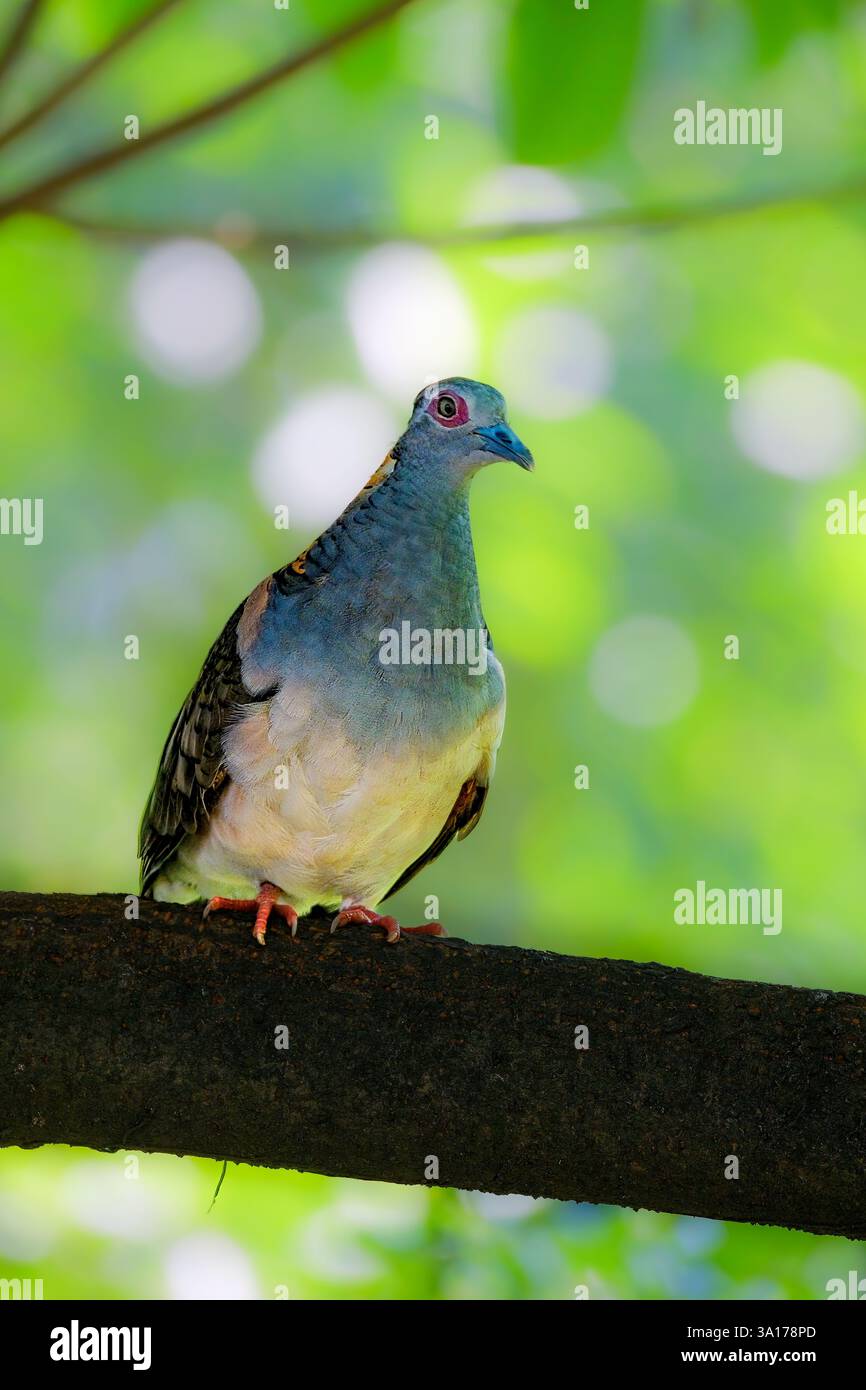 Geopelia humeralis perché sur la branche Banque D'Images
