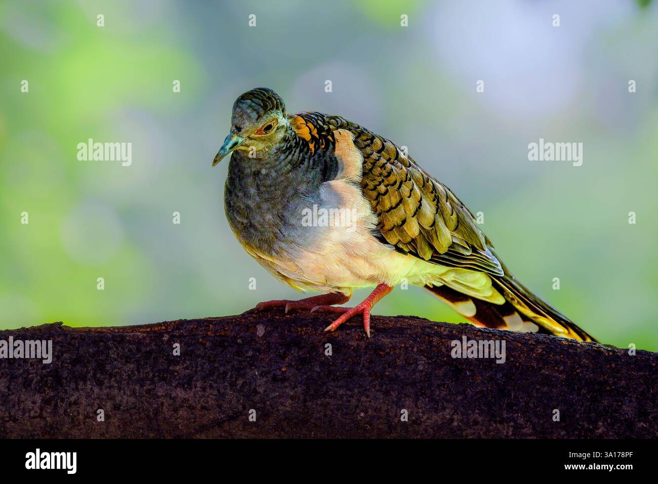 Geopelia humeralis perché sur la branche Banque D'Images