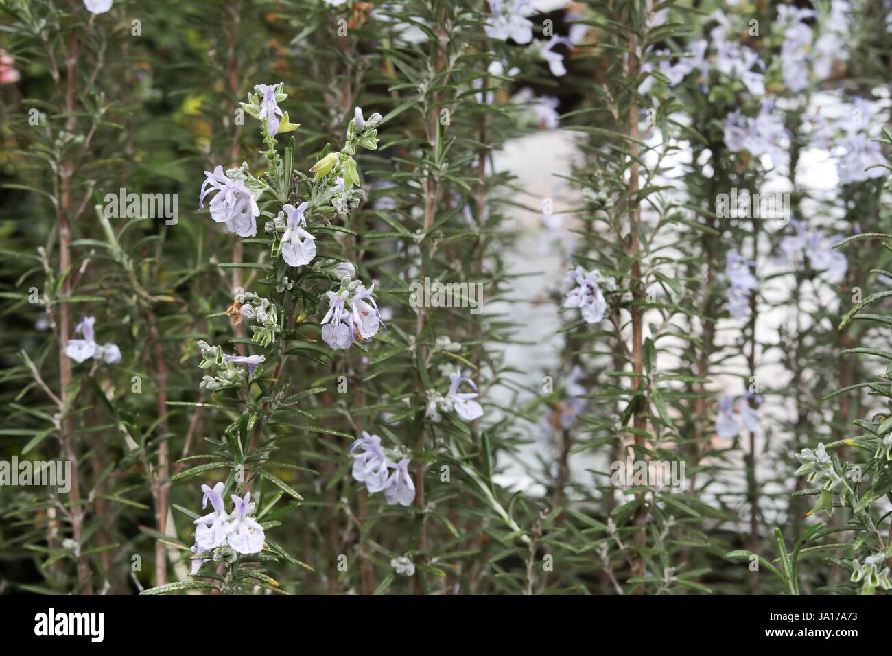 Macro gros plan de plante de romarin en fleurs Banque D'Images