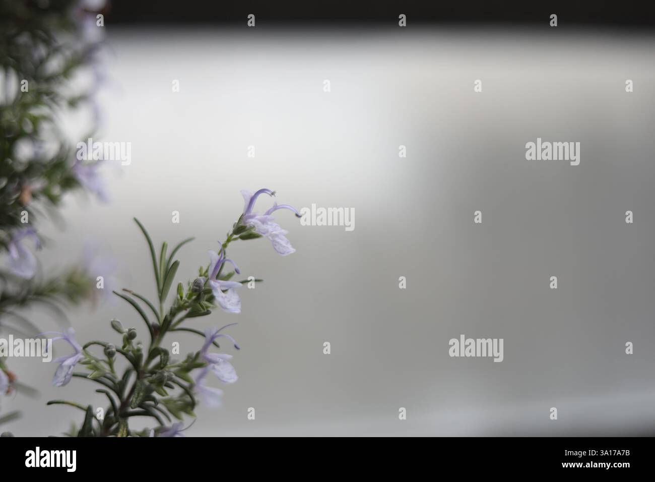 Macro gros plan de floraison Purple Rosemary Plant Against Grey Banque D'Images
