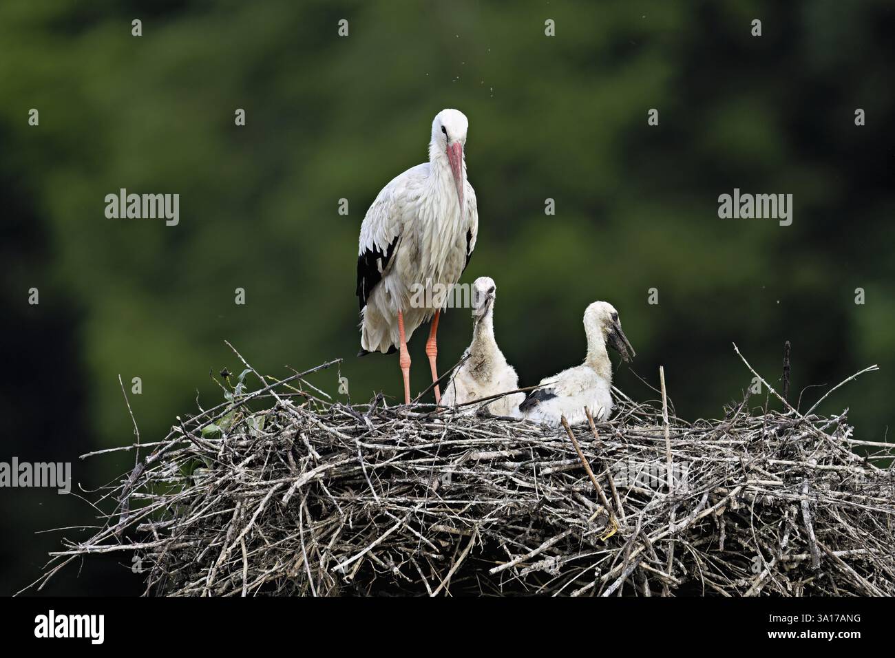 Cigogne blanche (Ciconia ciconia), adulte avec deux poussins debout sur eyrie, Canton Argovie, Suisse, Europe Banque D'Images