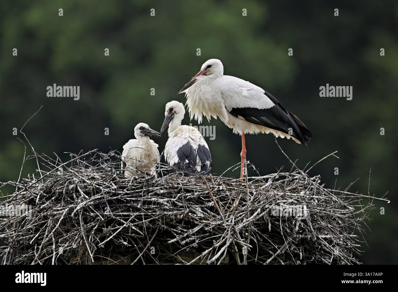 Cigogne blanche (Ciconia ciconia), adulte avec deux poussins debout sur eyrie, Canton Argovie, Suisse, Europe Banque D'Images
