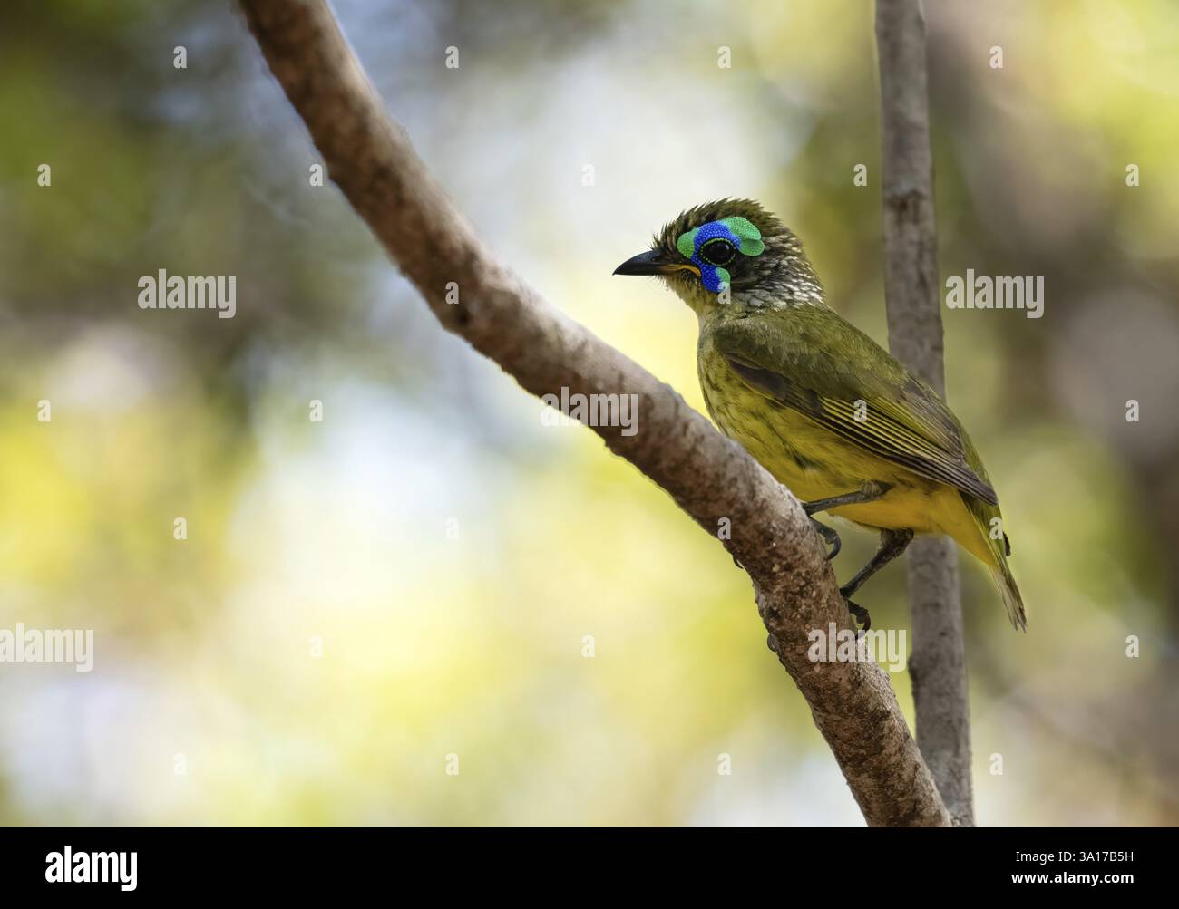 jala à ventre jaune (Philipitta schlegelii) dans les forêts sèches du parc national de Tsingy de Bemaraha Banque D'Images