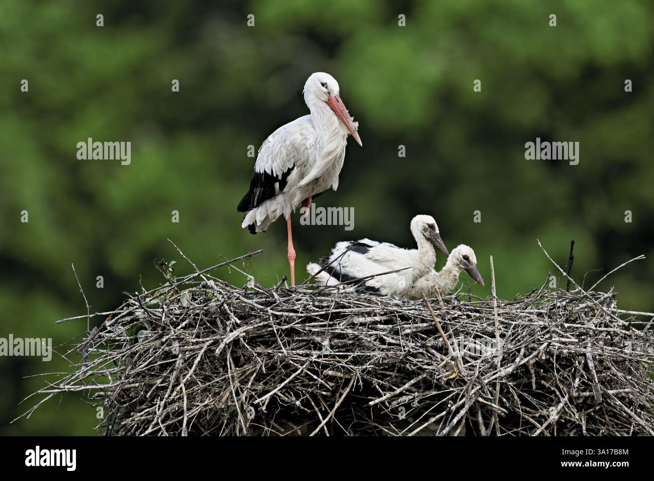 Cigogne blanche (Ciconia ciconia), adulte avec deux poussins debout sur eyrie, Canton Argovie, Suisse, Europe Banque D'Images