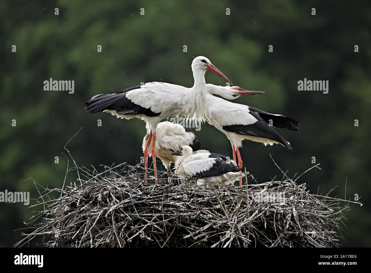 Cigognes blanches (Ciconia ciconia), jumelées avec deux poussins debout sur eyrie, Canton Argovie, Suisse, Europe Banque D'Images