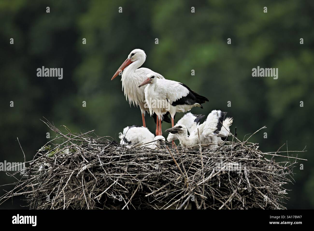 Cigognes blanches (Ciconia ciconia), jumelées avec deux poussins debout sur eyrie, Canton Argovie, Suisse, Europe Banque D'Images