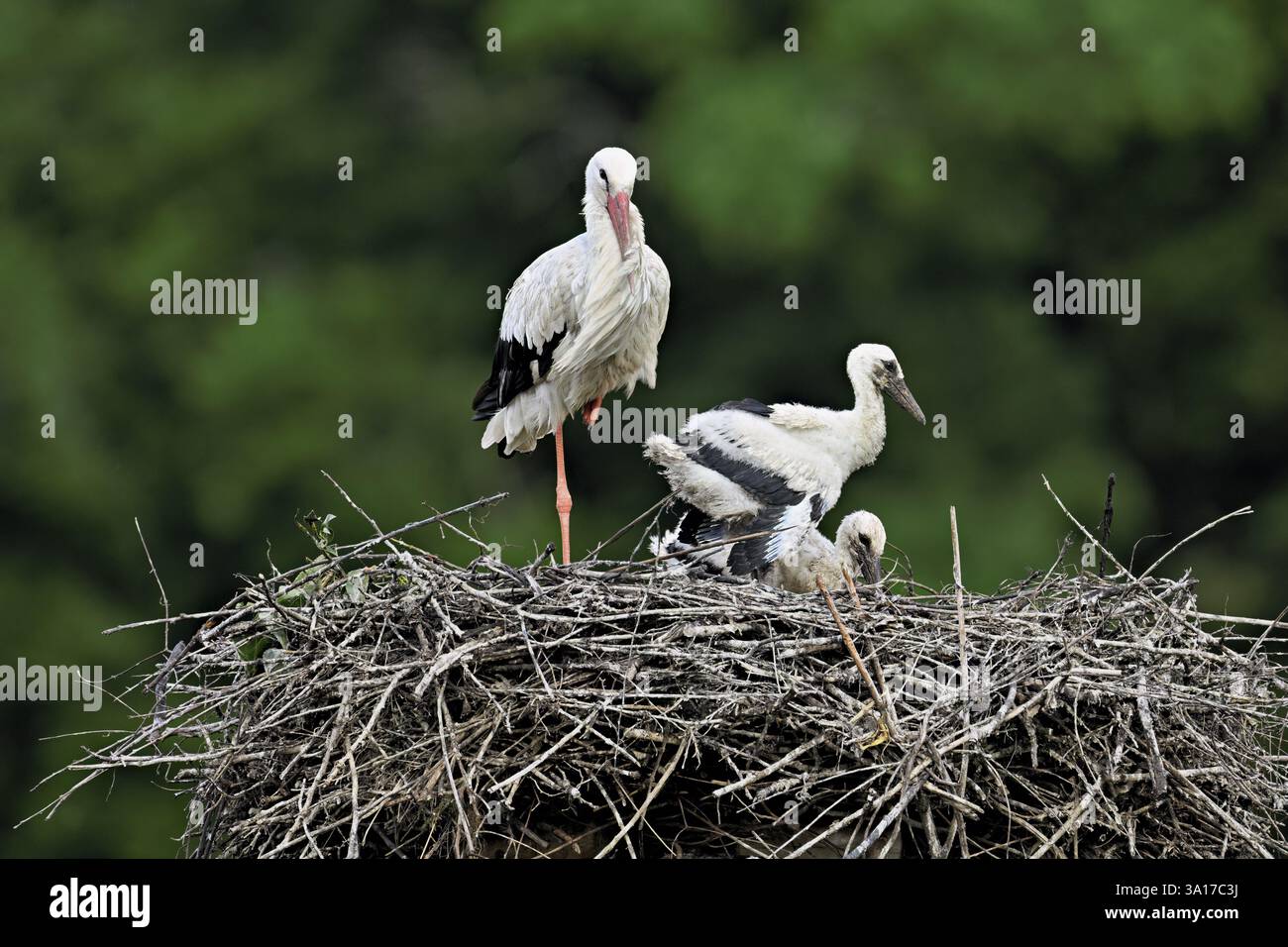 Cigogne blanche (Ciconia ciconia), adulte avec deux poussins debout sur eyrie, Canton Argovie, Suisse, Europe Banque D'Images