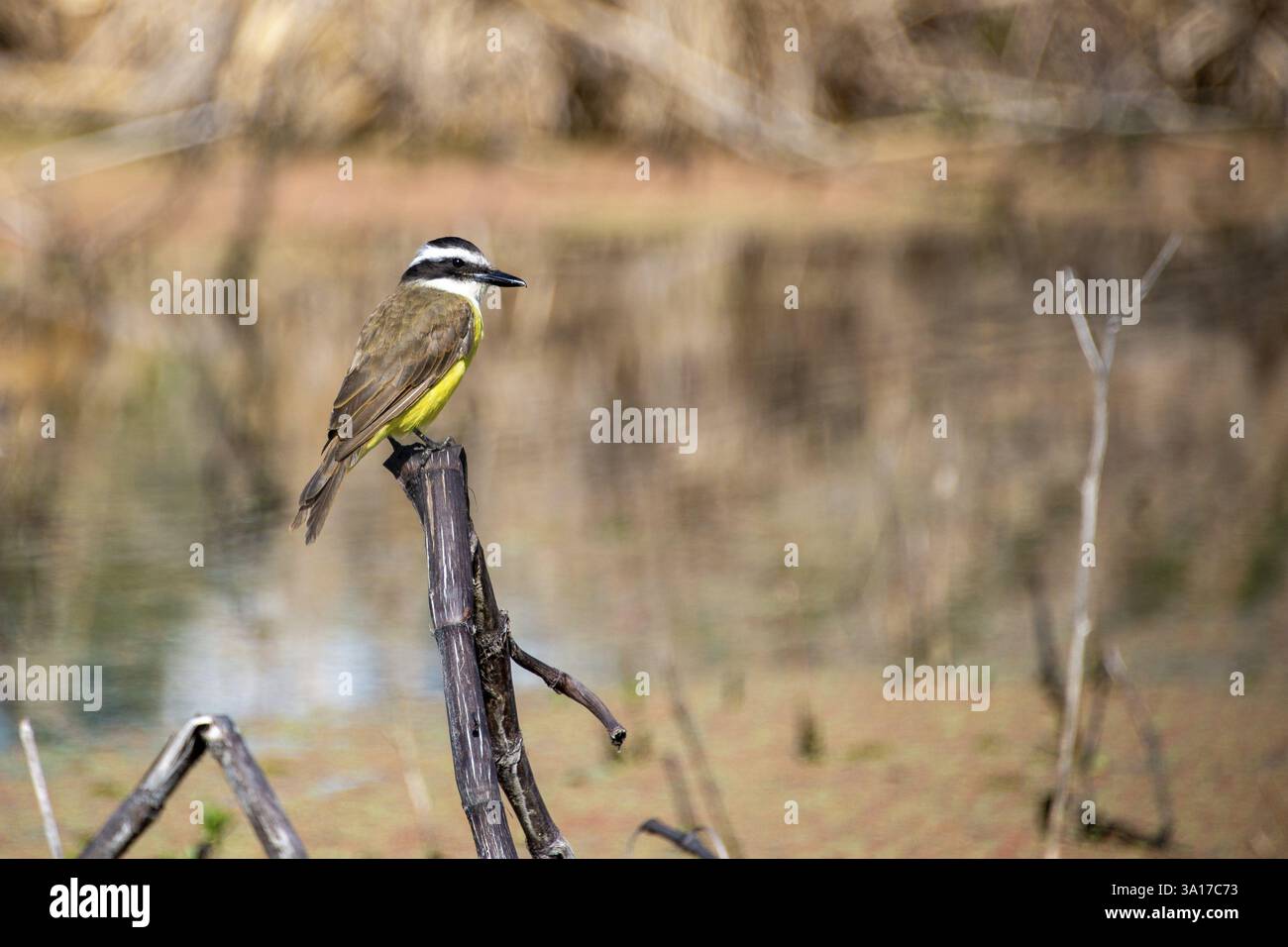 Tyran masqué au soufre (Pitangus sulphuratus) dans la réserve naturelle Reserva Ecologica Costanera sur à Buenos Aires, Argentine, Amérique du Sud Banque D'Images