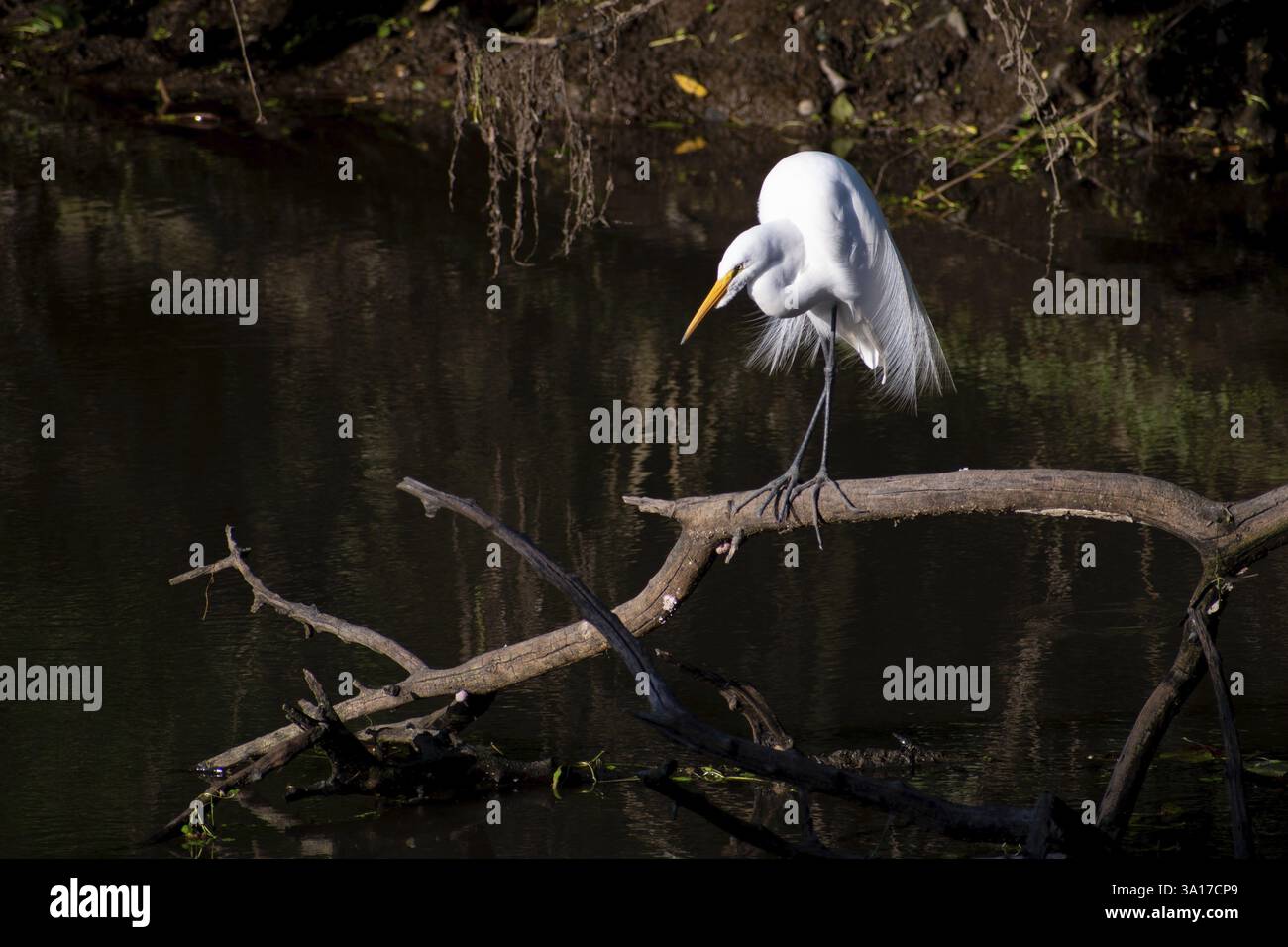 Grande aigrette blanche (Ardea alba) dans la réserve naturelle Reserva Ecologica Ciudad Universitaria Costanera Norte, à Buenos Aires, Argentine, Amérique du Sud Banque D'Images