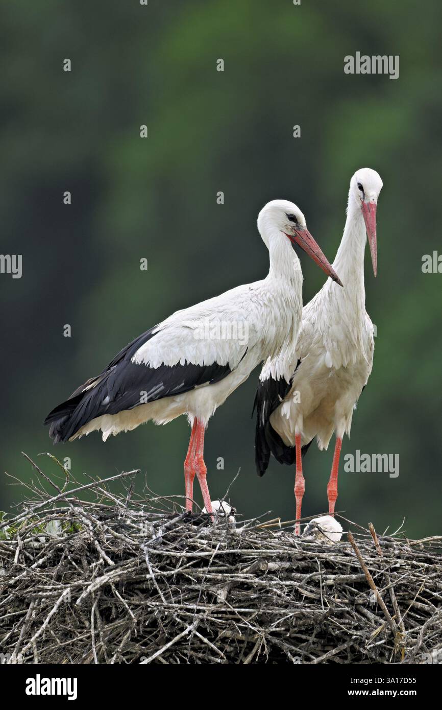Cigognes blanches (Ciconia ciconia), paire debout sur eyrie, Canton Argovie, Suisse, Europe Banque D'Images