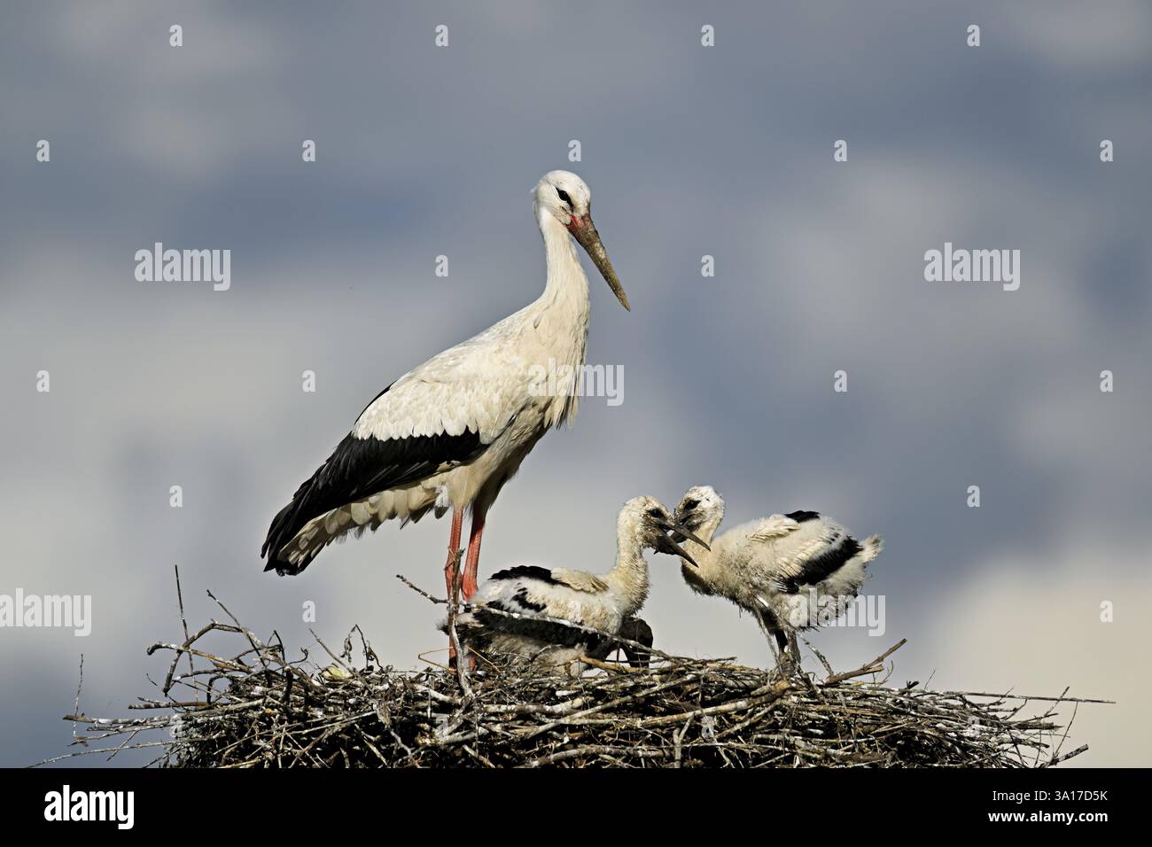 Cigogne blanche (Ciconia ciconia), adulte avec deux poussins debout sur eyrie, Canton Argovie, Suisse, Europe Banque D'Images