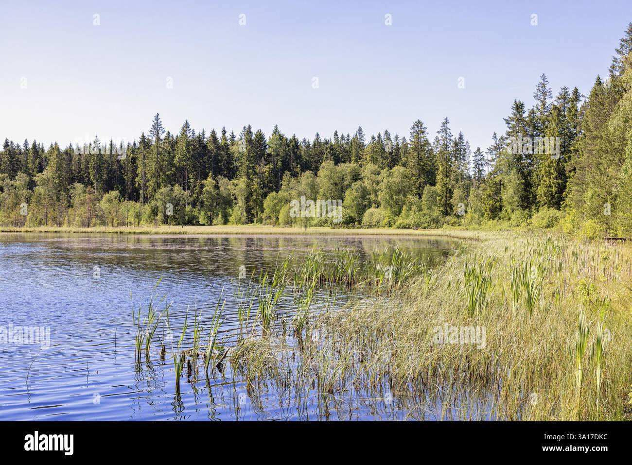 Plage avec des plantes aquatiques à un lac forestier en été, Suède, Europe Banque D'Images