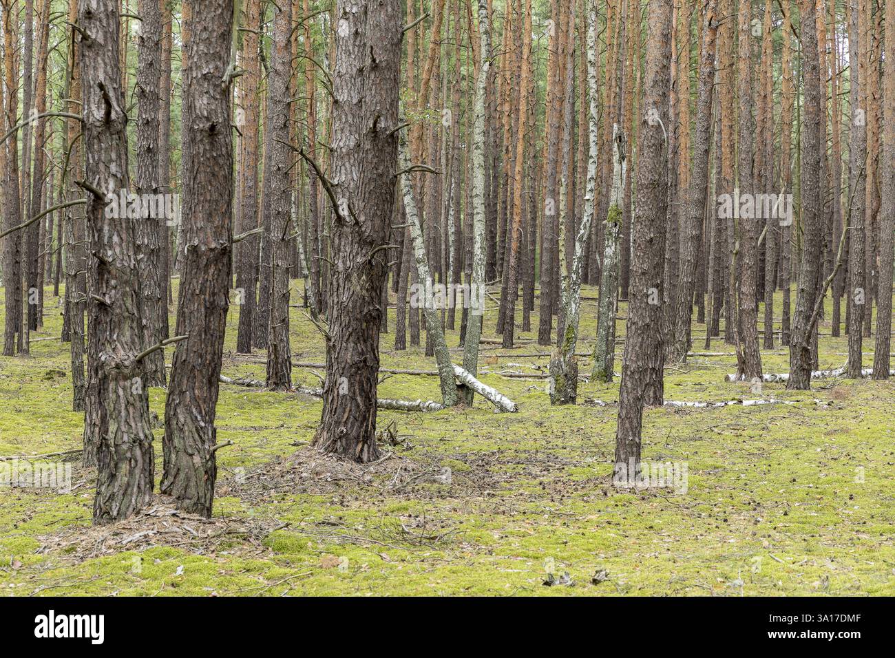 Forêt de conifères près du Grosser Glubigsee près de Wendisch Rietz, Oder-Spree district, Brandebourg, Allemagne, Europe Banque D'Images