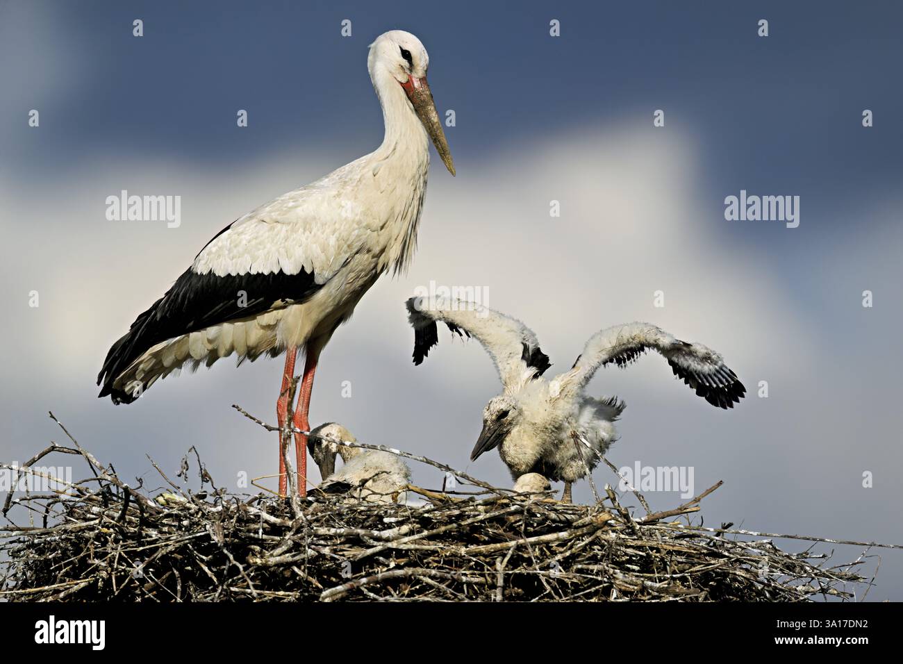 Cigogne blanche (Ciconia ciconia), adulte avec deux poussins debout sur eyrie, Canton Argovie, Suisse, Europe Banque D'Images