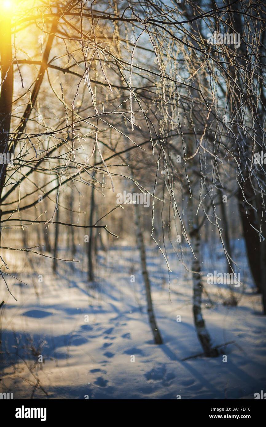 Brindilles givrées de bouleau dans la forêt d'hiver au coucher du soleil Banque D'Images