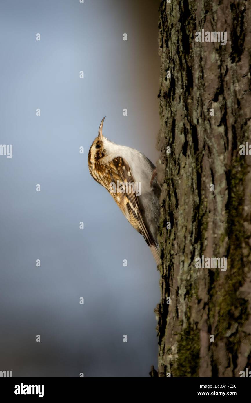 Un trésor eurasien (Certhia familiaris) sur un arbre dans son environnement naturel. Le petit songbird camouflé s'accroche à l'écorce avec son cl pointu Banque D'Images
