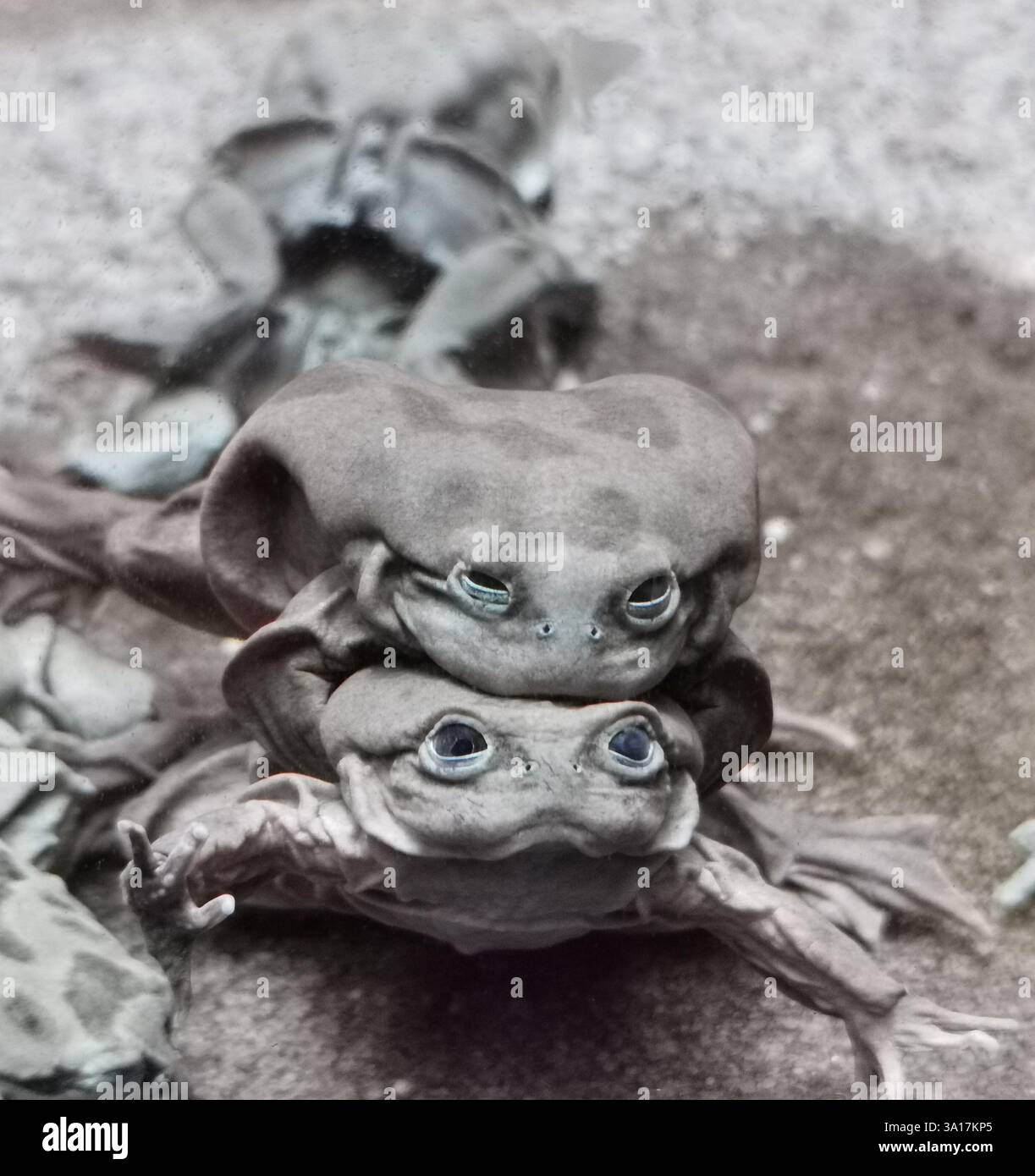 Grenouilles aquatiques Titicaca (Telmatobius culeus) dans la piscine Banque D'Images