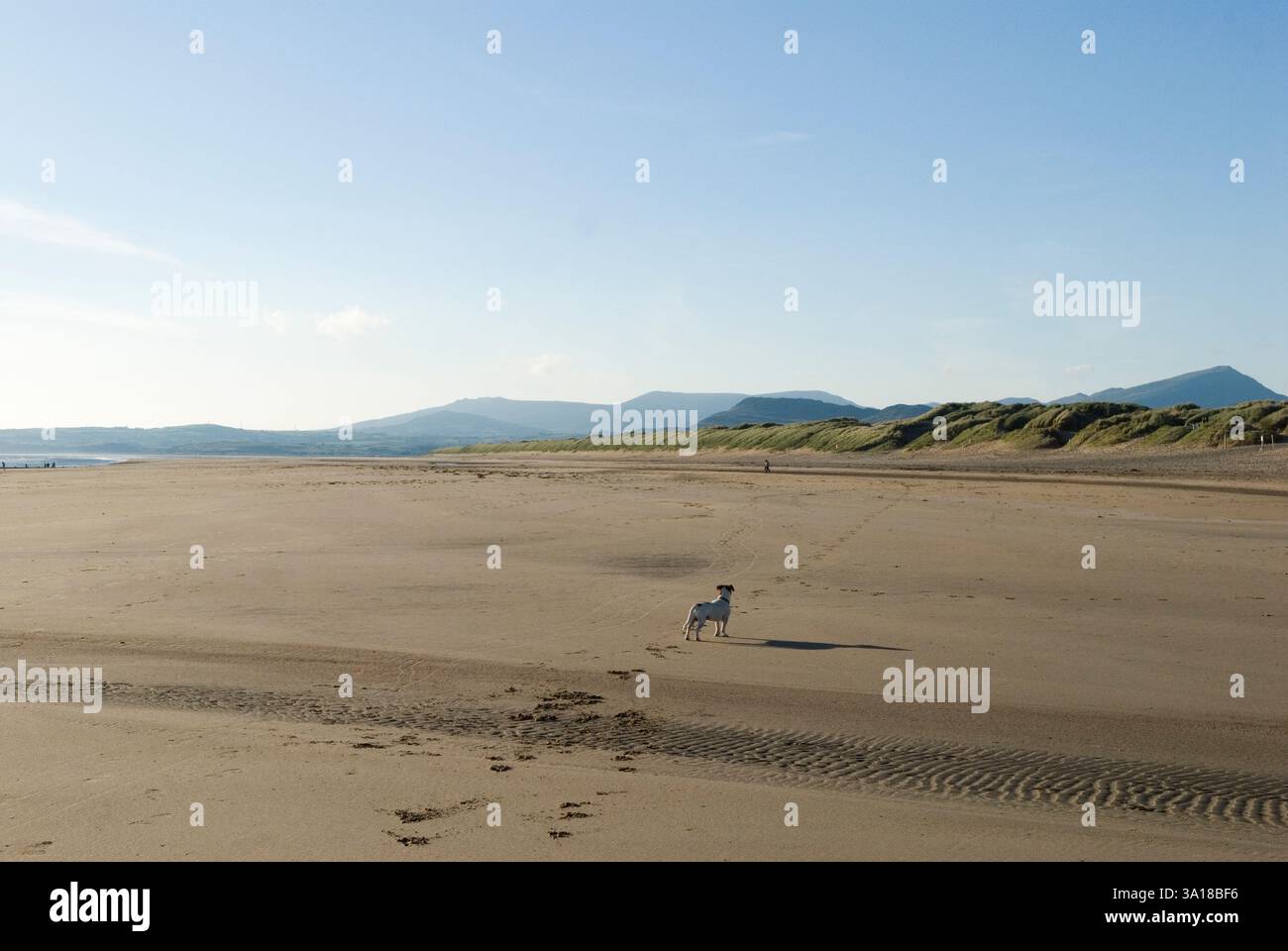 Jack Russell Terrier famille balade de chien, plage Harlech, parc national de Snowdponia à distance. Gwynedd Nord du pays de Galles 2010 Royaume-Uni 2010s HOMER SYKES Banque D'Images