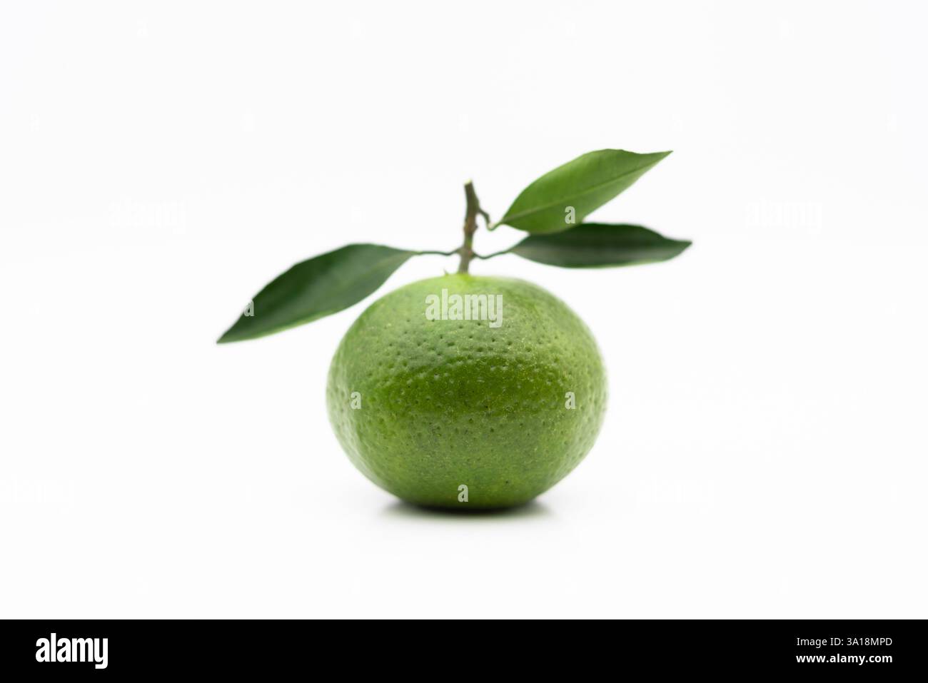 Oranges vertes sur fond blanc Banque D'Images