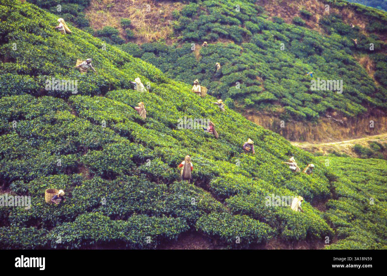 Malaisie, Cameron Highlands, travailleurs du thé cueillant des feuilles de thé dans une plantation de thé. Banque D'Images