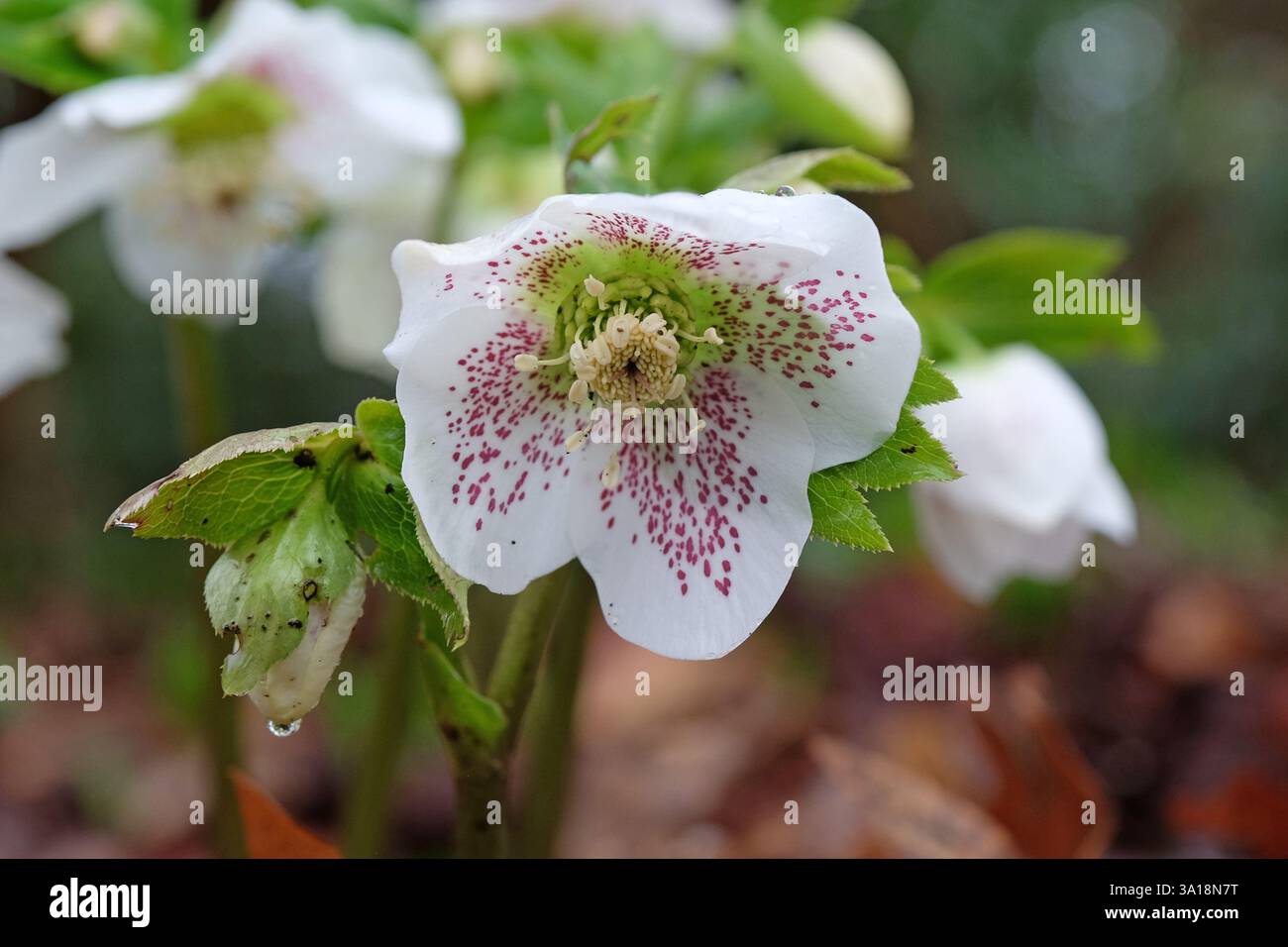 Rose et blanc moucheté Helleborus orientalis, ou Hellebore carêne oriental rose en fleur. Banque D'Images