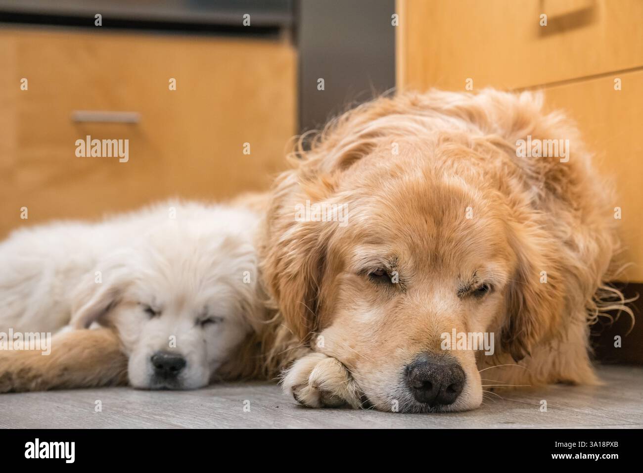 Vieux Golden retriever et petit chiot Golden retriever dormant ensemble sur le sol de la cuisine de la maison. Banque D'Images