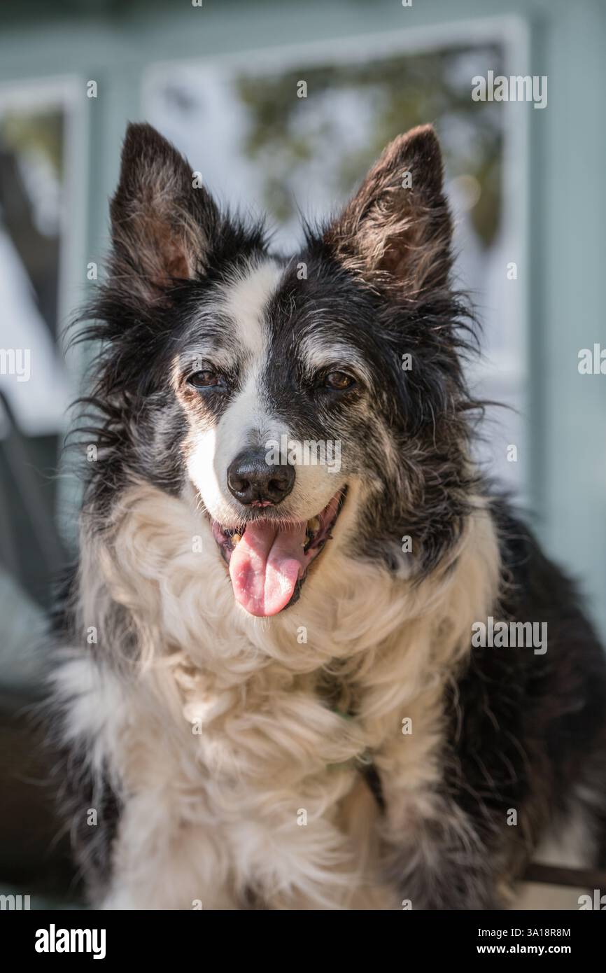 Senior border collie haletant comme si elle souriait Banque D'Images