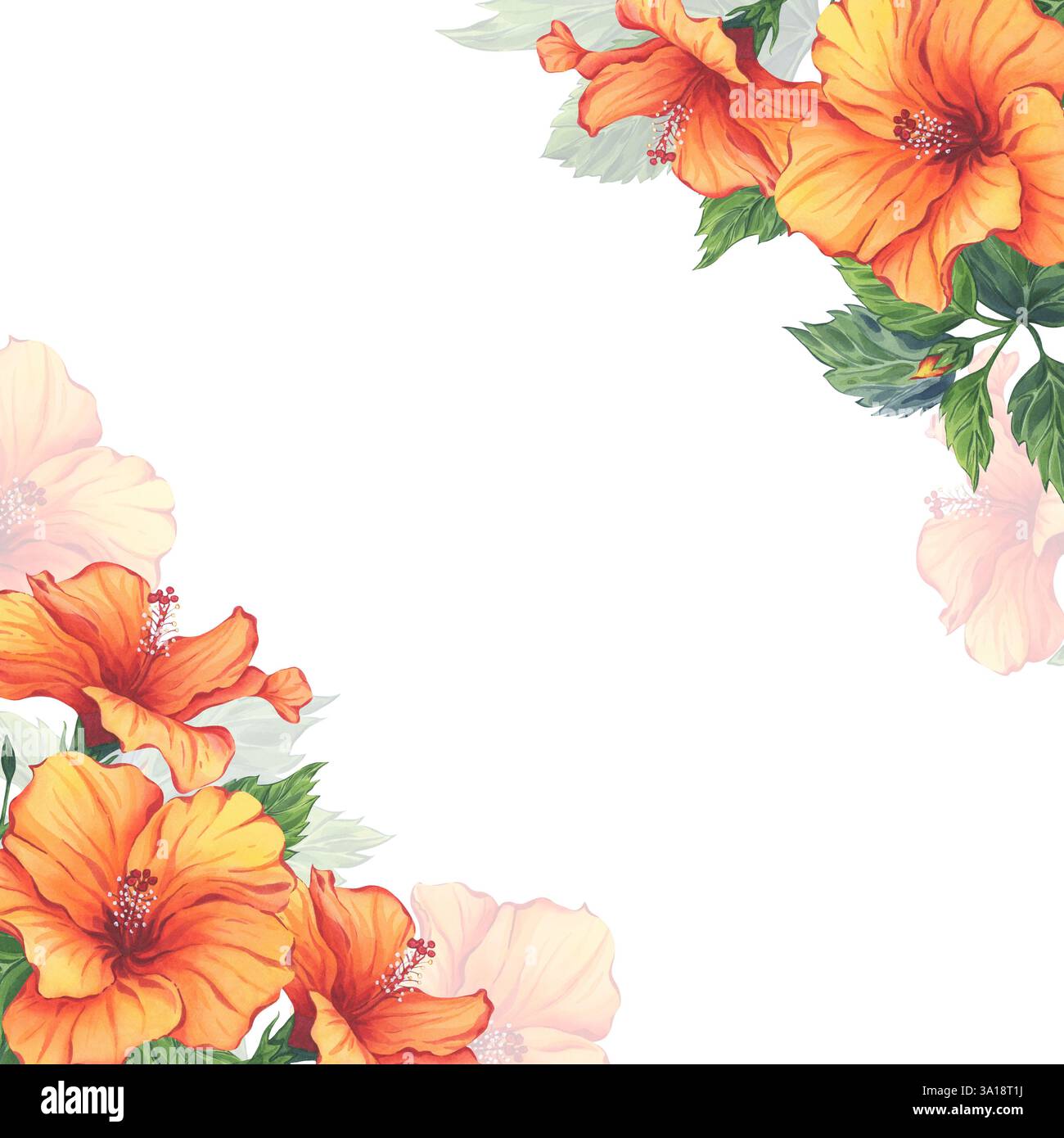 Cadre floral aquarelle hibiscus orange tropical Banque D'Images