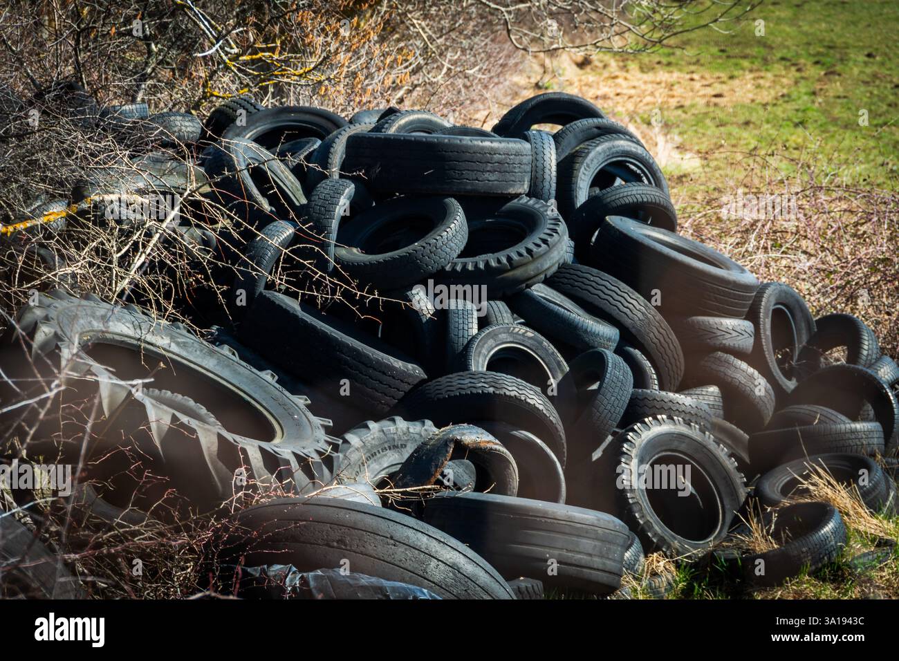 Une grande collection de vieux pneus usés est empilée dans un champ entouré d'une végétation clairsemée et d'arbres Banque D'Images