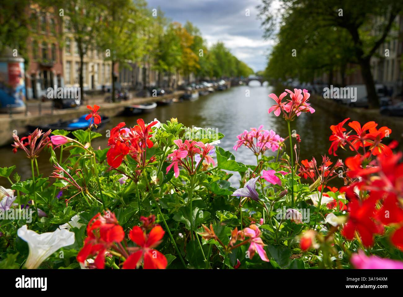 Amsterdam fleurs sur le canal. Un canal pittoresque à Amsterdam avec des fleurs sur un pont, pays-Bas. Banque D'Images