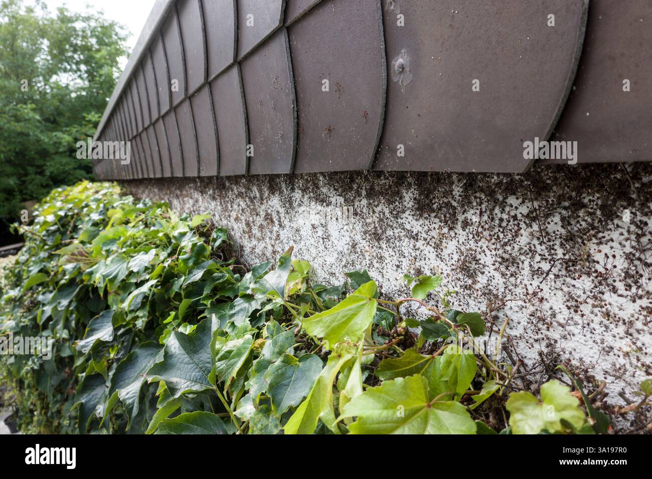 Vigne sauvage (Parthenocissus spec.) doit être coupé régulièrement pour qu'il ne pousse pas sous le toit Banque D'Images