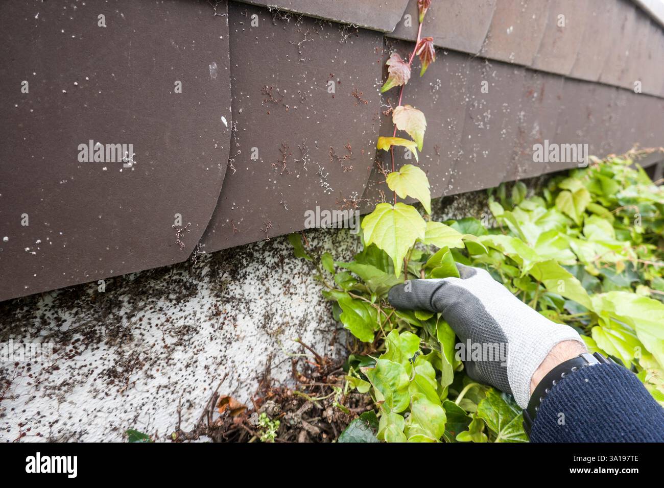 Vigne sauvage (Parthenocissus spec.) doit être coupé régulièrement pour qu'il ne pousse pas sous le toit Banque D'Images