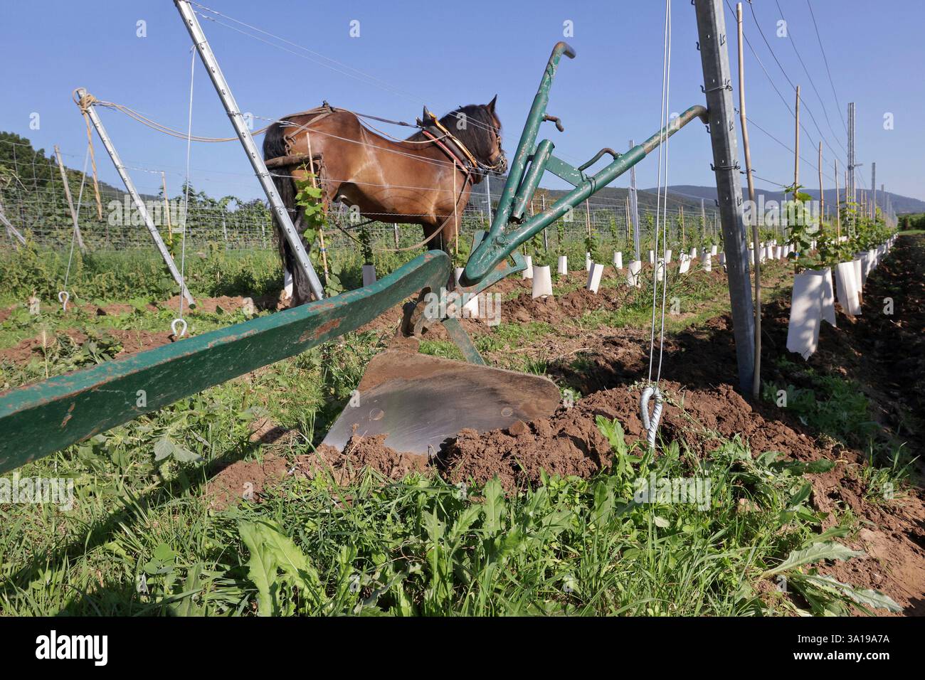 Cheval de bataille avec une charrue traditionnelle Banque D'Images