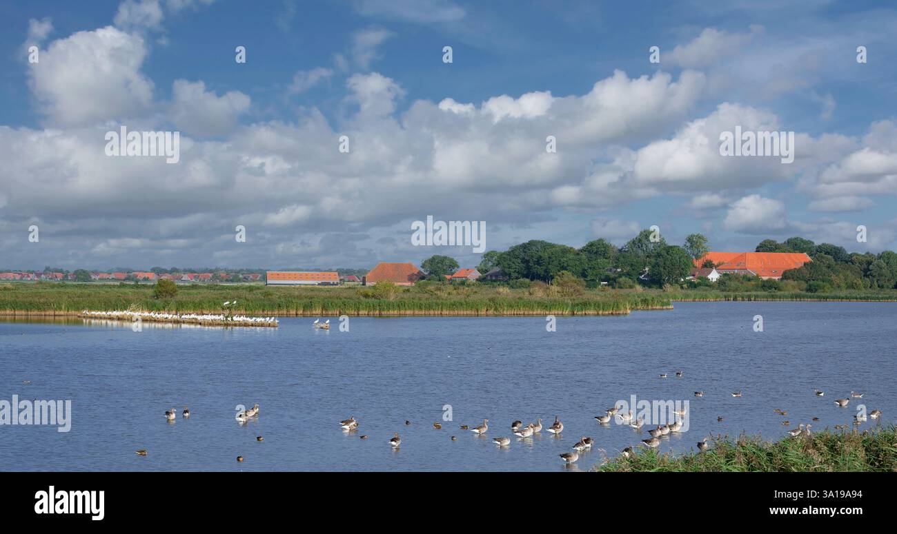 Étang dans la réserve naturelle de Leyhörn avec colonie de Spoonbill commune resp. Platalea leucorodia, Frise orientale, mer du Nord, parc national de Wattenmeer, basse-Saxe, Allemagne Banque D'Images