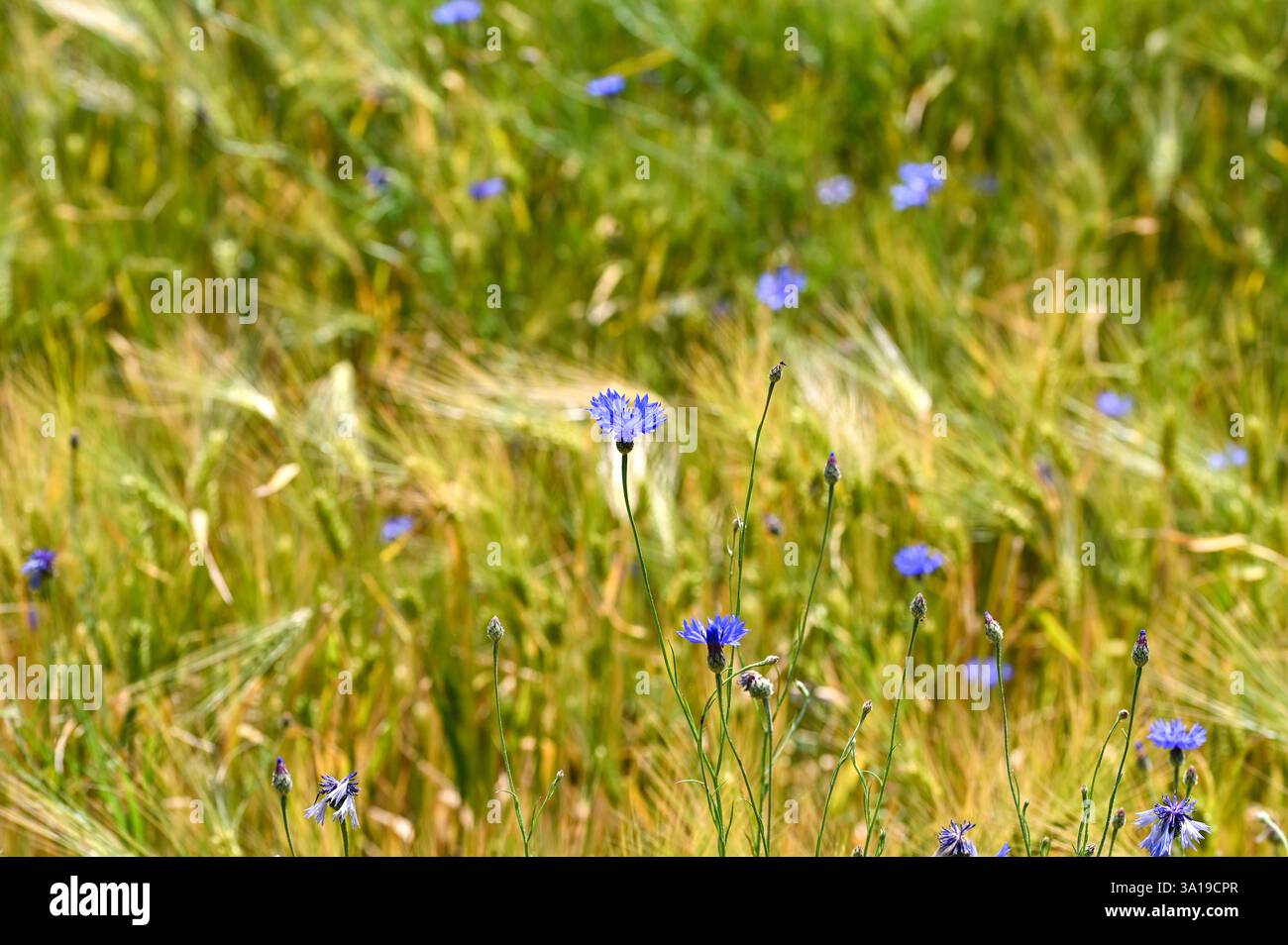 Bleuets bleus ( Centaurea cyanus ) dans un champ de céréales Banque D'Images
